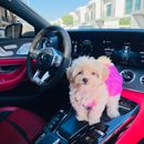 Mercedes-Benz GT 63 S AMG 4MATIC+