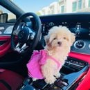 Mercedes-Benz GT 63 S AMG 4MATIC+